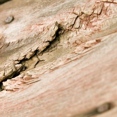 Rotting wood