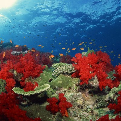 Coral and fish