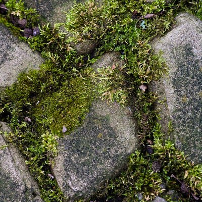 Plants growing over stepping stones in yard