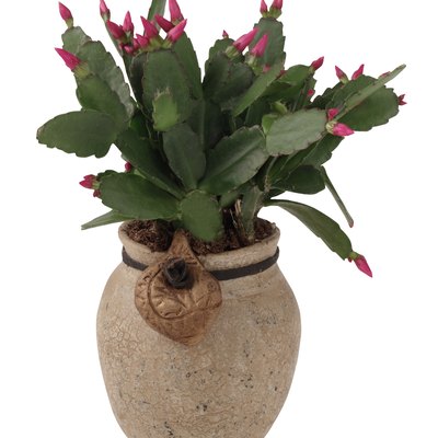 Christmas cactus