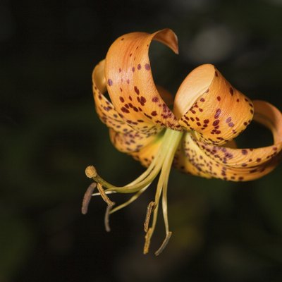Turk's Cap Lily