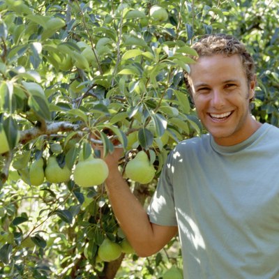 Man in orchard