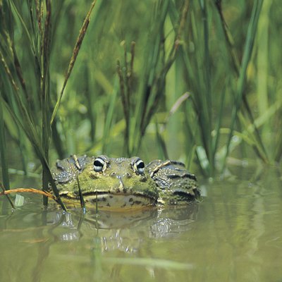 Bull Frog (Pyxicephalus adspersus), Nylsvley, South Africa