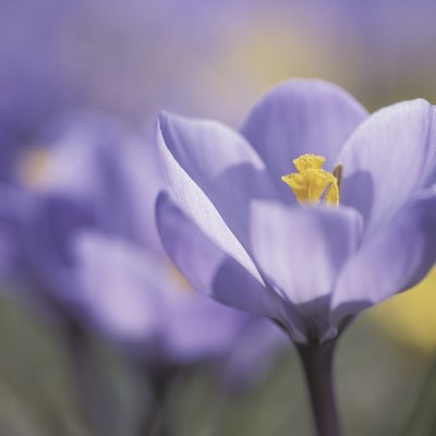 Blooming purple flower
