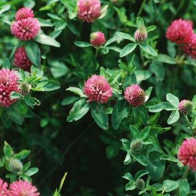 Red clover in bloom