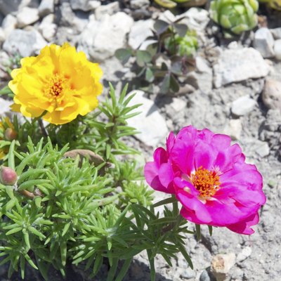 Moss-rose (Portulaca grandiflora)