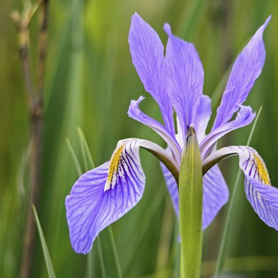 Blue Iris