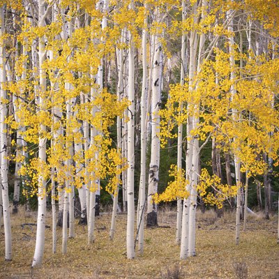 Aspens in fall.