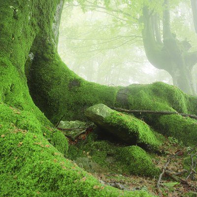 tree roots with moss on forest