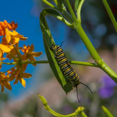 monarch caterpillar on milkweed
