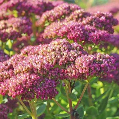 Sedum telephium