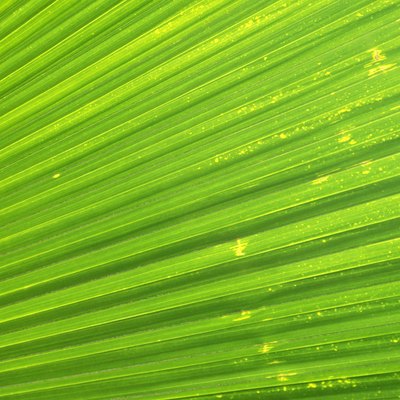 Palm frond
