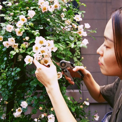 Woman pruning rose bush