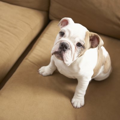 Dog on sofa