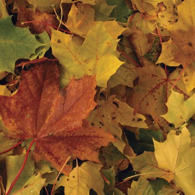 Colorful leaves