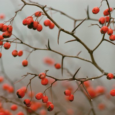 Red berries of buckthorn in Quebec, Canada