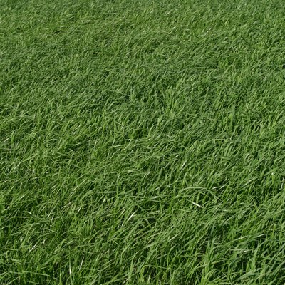 Grass