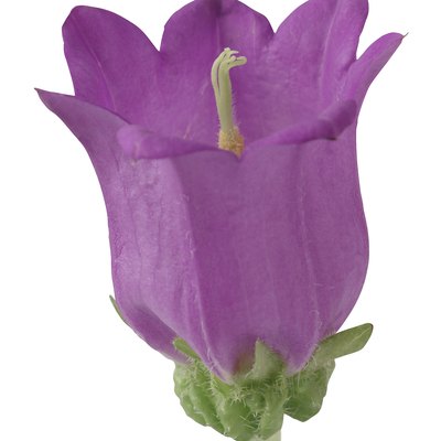 Campanula