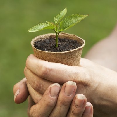 Woman holding seedling in flowerpot, close-up of hands