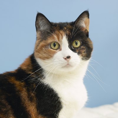 Portrait of a cat