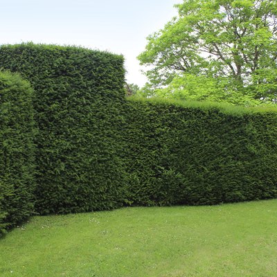 Clipped English yew hedge image / formal topiary garden (taxus baccata)