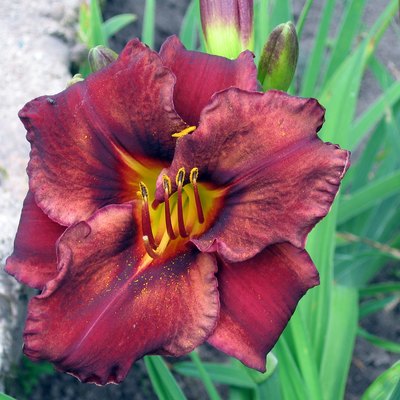 Flowers magic