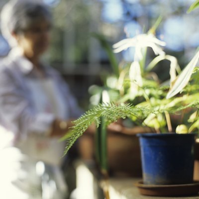 Pot plants in greenhouse, close up, woman in background