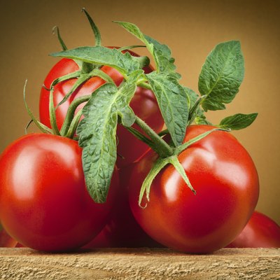 Organic tomato. Branch with leaves