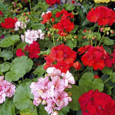 Flowers geranium