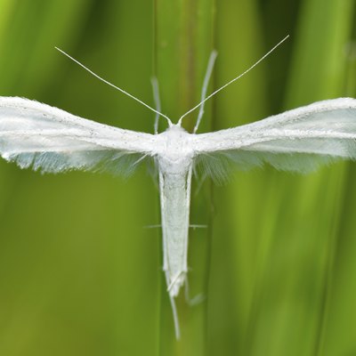 white plume moth outdoor