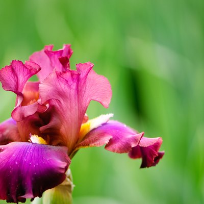 Colorful red and purple Iris