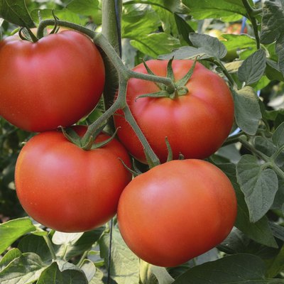 Tomato 35