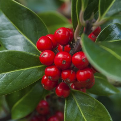 Holly Berries