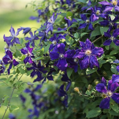 Clematis Vine