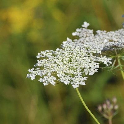 Queen Anne's Lace