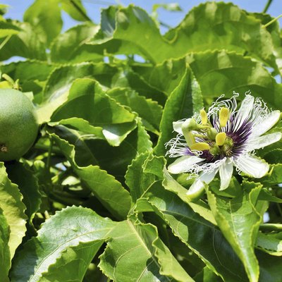 Passiflora edulis flower