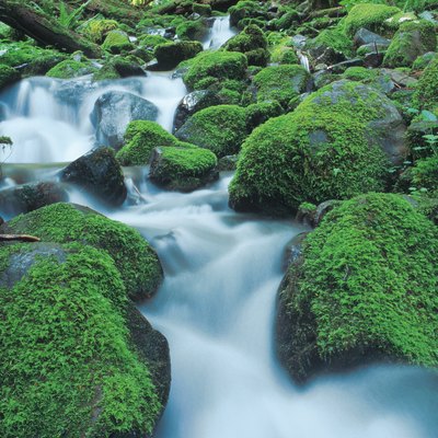 stream cascading over mossy rocks in Olympic National Park