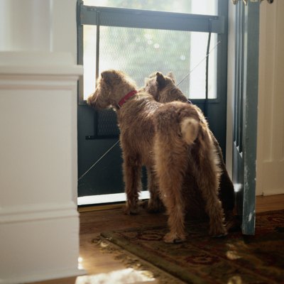 Two Irish Terriers Looking out Front Door
