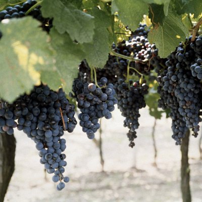 Black Grapes on the Vine