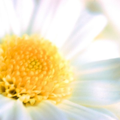 White daisy, full frame