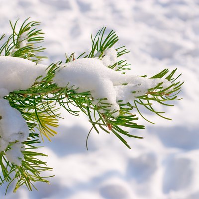 Snow on conifer tree