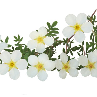 Mckay Potentilla