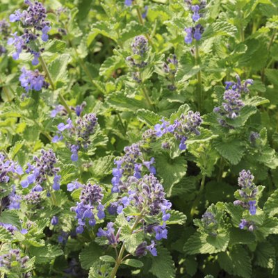 Blue Catmint, Okayama Prefecture, Honshu, Japan