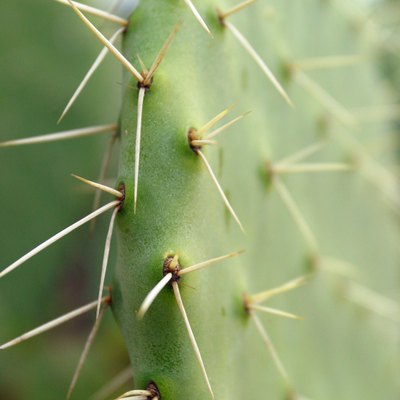 Sharp spines on a green cactus plant.