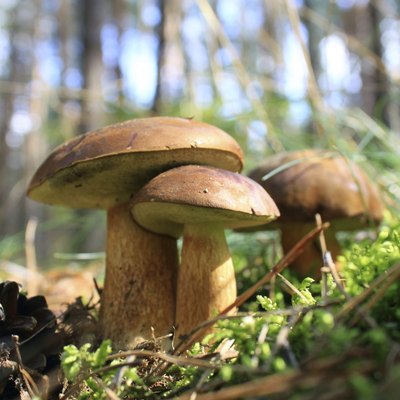 beautiful mushrooms in the forest