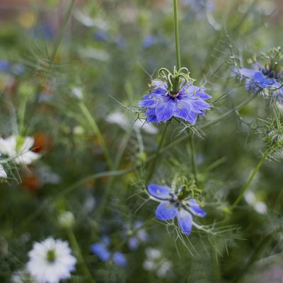 Nigella flowers