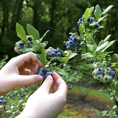 Mountain Blueberries