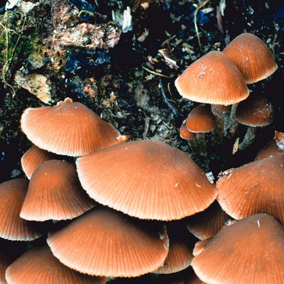 Mushrooms