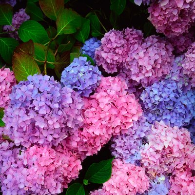 Hydrangea macrophylla