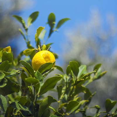 Lemon Tree